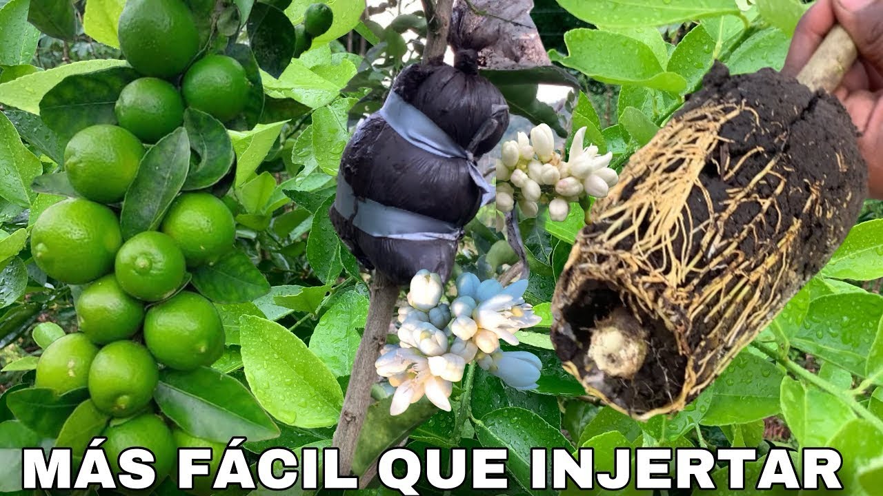 ESTÁ TÉCNICA ES MEJOR Y MÁS FÁCIL QUE INJERTAR 