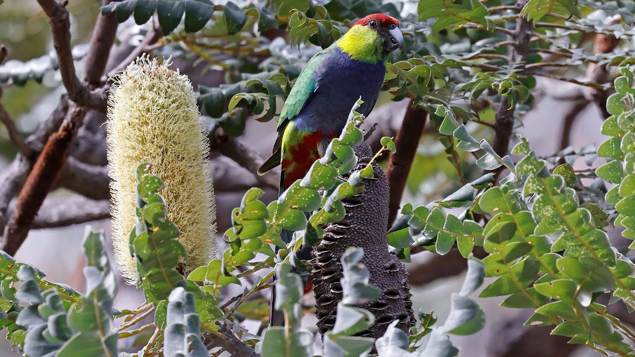 Australia Part 40: Birding Victoria Dam - Pingelly - Dryandra Woodland (WA) Oct 18