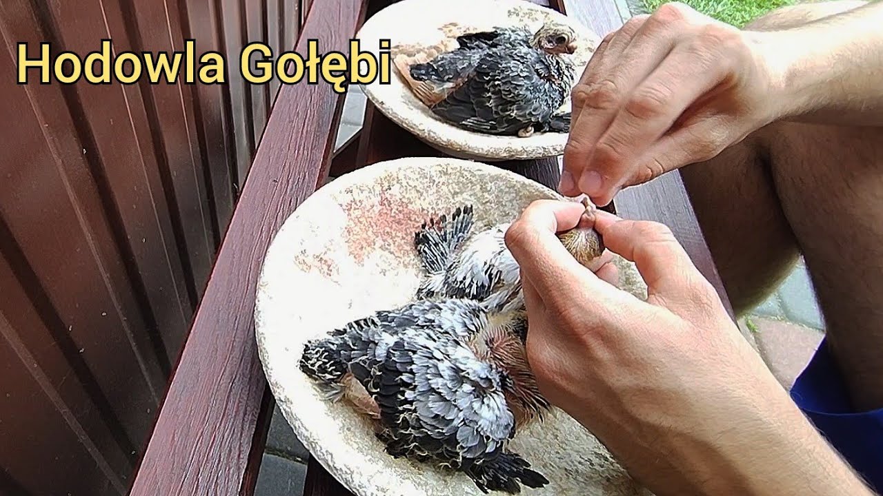Jak dokarmiam gołębie krótkodziobe