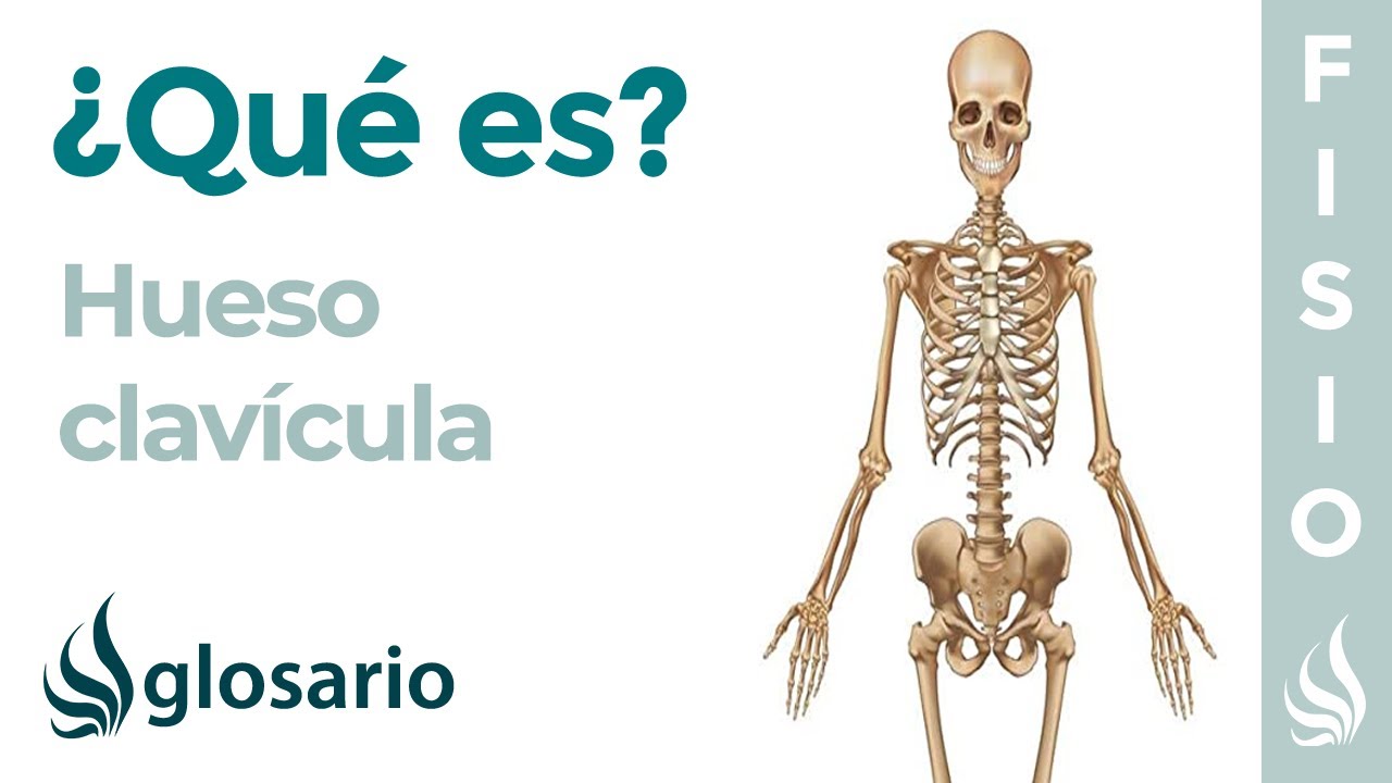 Hueso CLAV&Iacute;CULA | Qu&eacute; es, d&oacute;nde se encuentra,  por qu&eacute; duele, cu&aacute;nto tarda en sanar una fractura