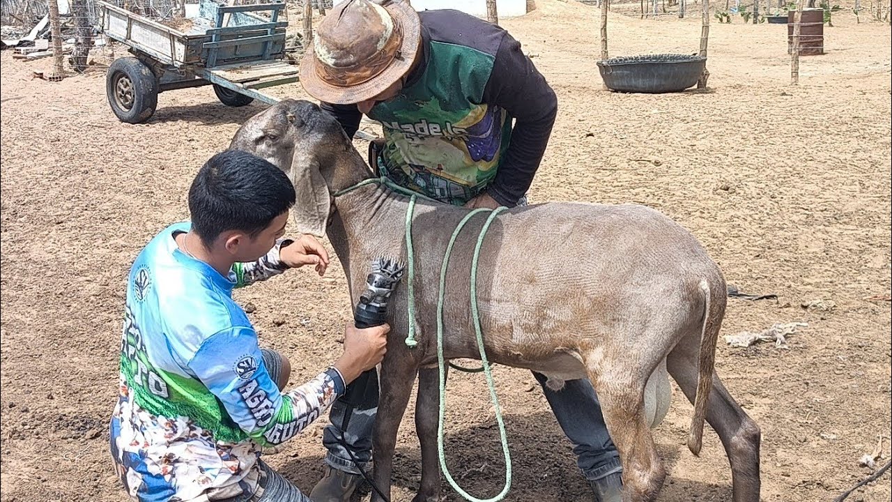 VICTOR TOSANDO O CARNEIRO BERGANÊS JUNTO COM O NALDINHO DAS GAMELA E O BICHO VAI FICAR LINDO