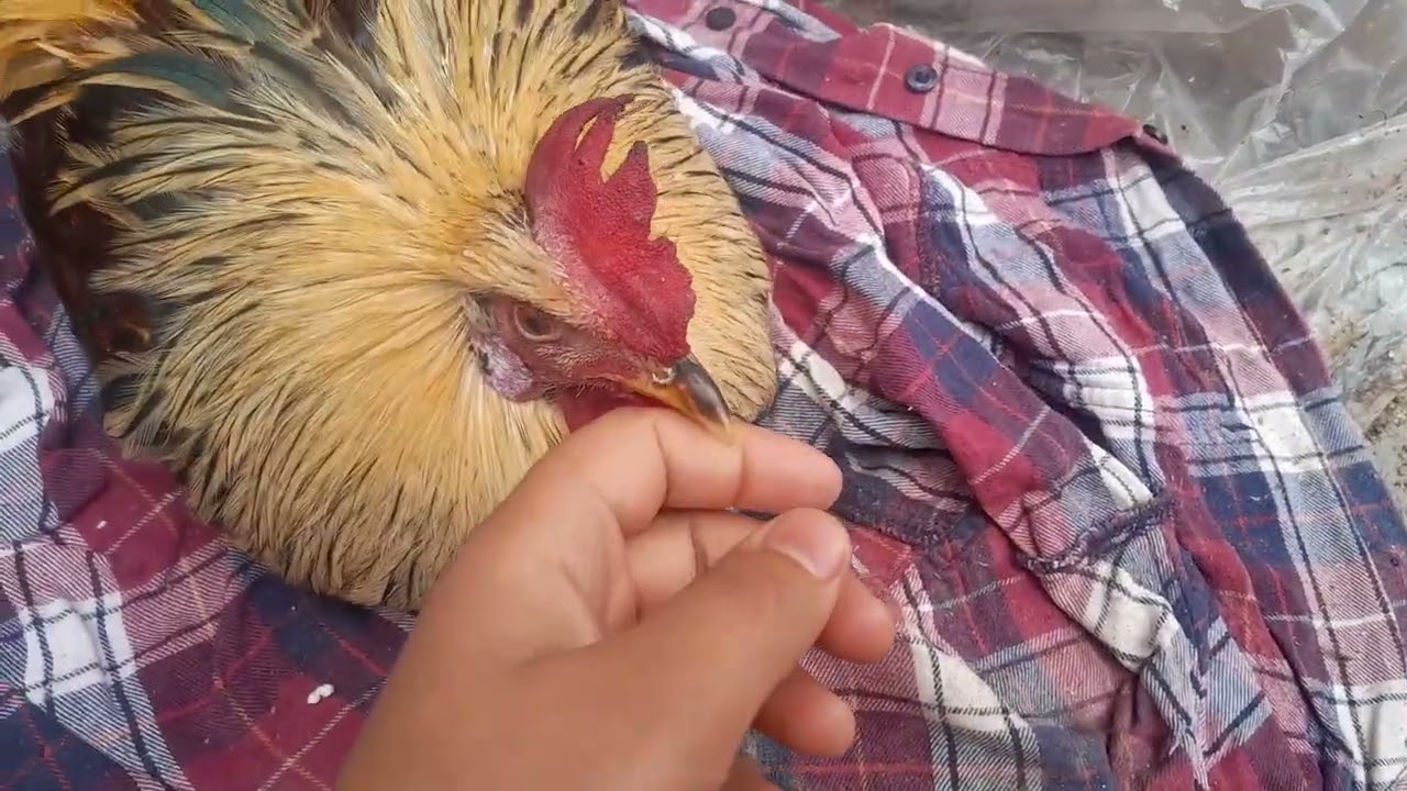 باوع😱(البشات)فرحانات 🦆🪿🦢🦆🦆😱