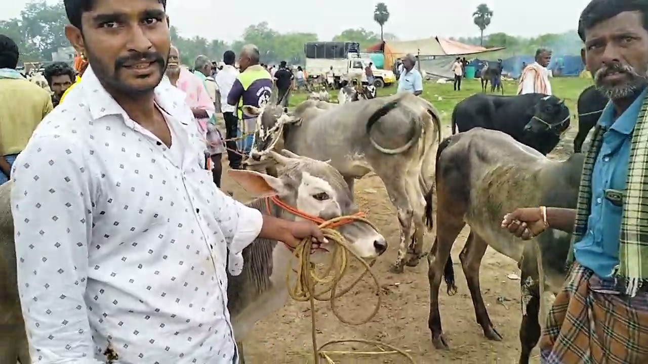 கிருஷ்ணகிரி மாவட்டம் குந்தாரப்பள்ளி மாட்டு சந்தை 🥰🥰🥰🥰🥰🥰🥰🥰🥰🥰🥰🥰🥰🥰🥰🥰🥰🥰