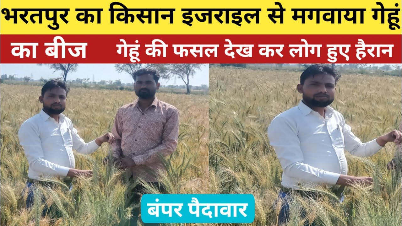 भरतपुर का किसान इजराइल से मगाया गेहूं का बीज। फसल देख कर लोग हुए हैरान। बंपर पैदावार। Wheat farming