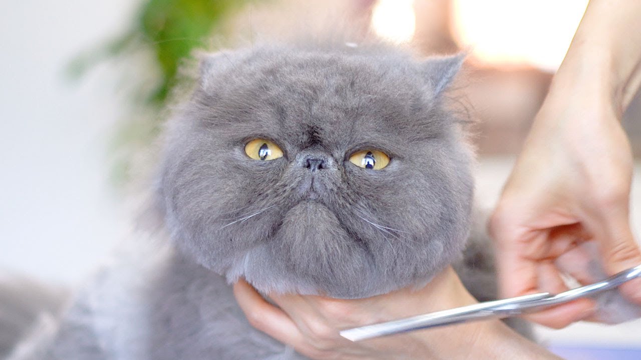 Не могу оторвать глаз от милой желтоглазой кошечки!😻🛁✂️❤️