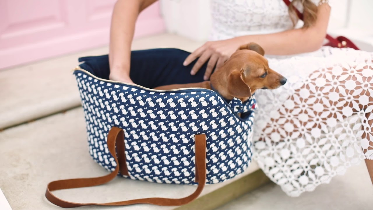 Signature Style for your Pooch with Daphne for Teddy Maximus