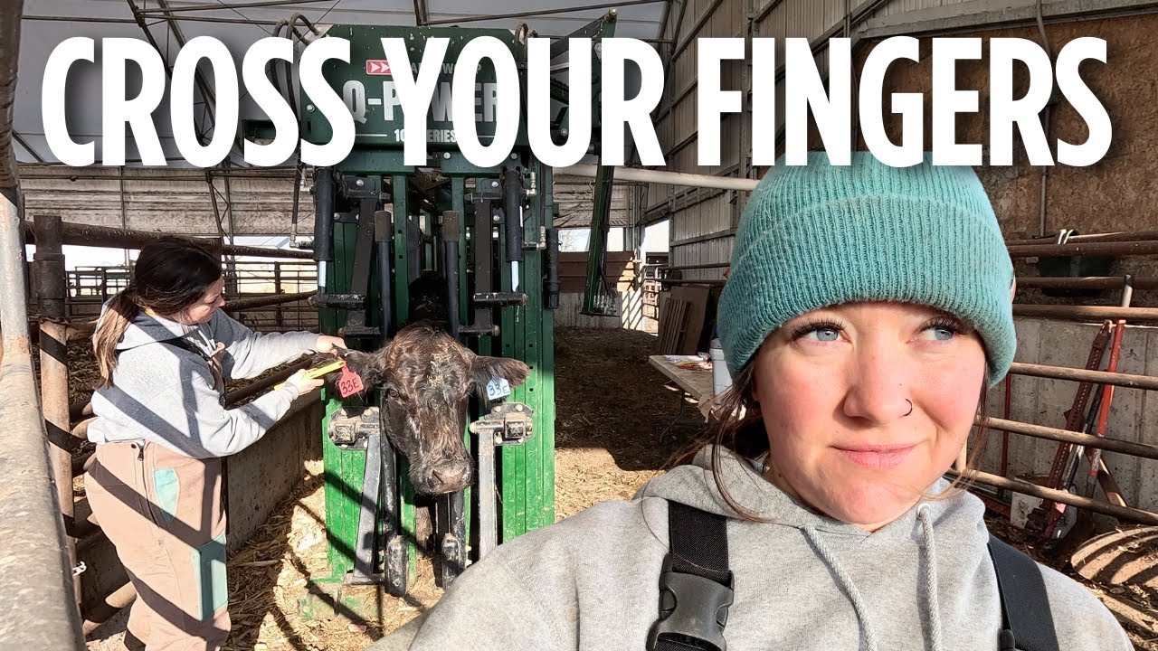Working WITH Our Cows, NOT Against Them. Pre-Calving Work!