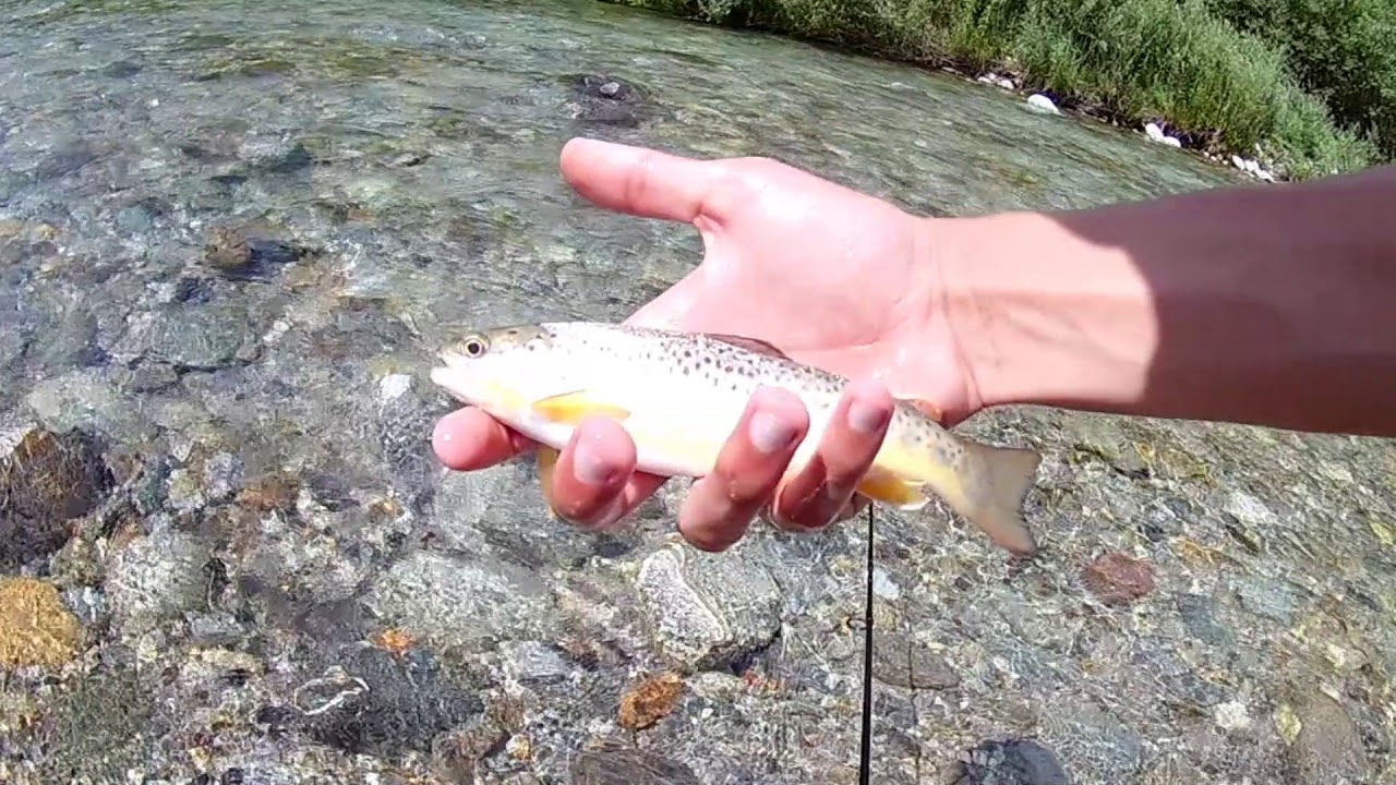 PESCA ALLA TROTA IN VALSASSINA!!!