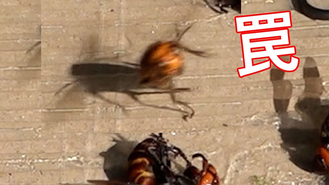 オオスズメバチ　VS　人【ミツバチを守るための粘着駆除】【2022第4波】