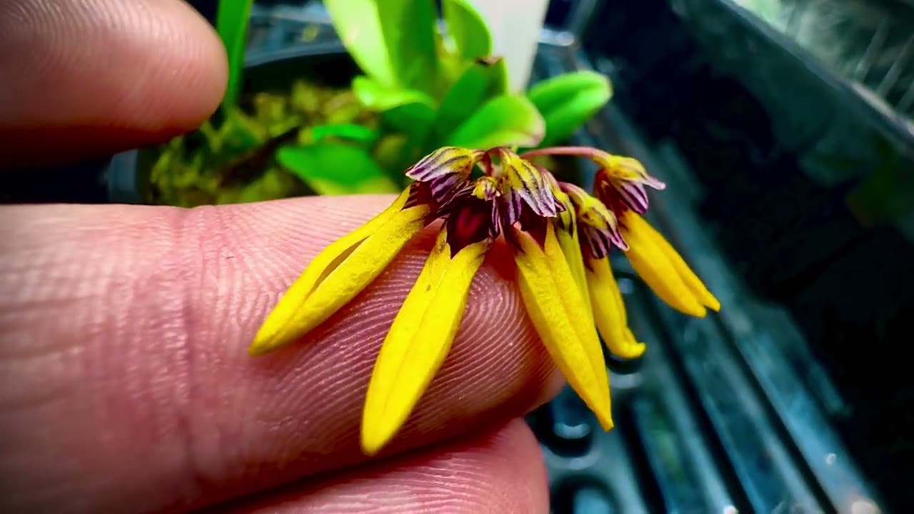 Species profile: Bulbophyllum skeatianum, as well as some other plant news.
