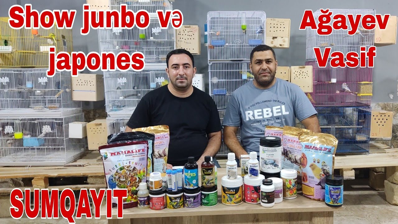 Show junbo, japones Vasif Ağayev Sumqayıt #mubarizemintv #showjunbo #japones #tutuqusu #kuş