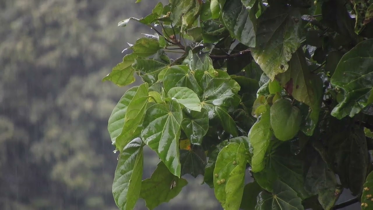 relaxing Rain Sound 4h+ with increasing intensity - entspannter Landregen Intensität steigend