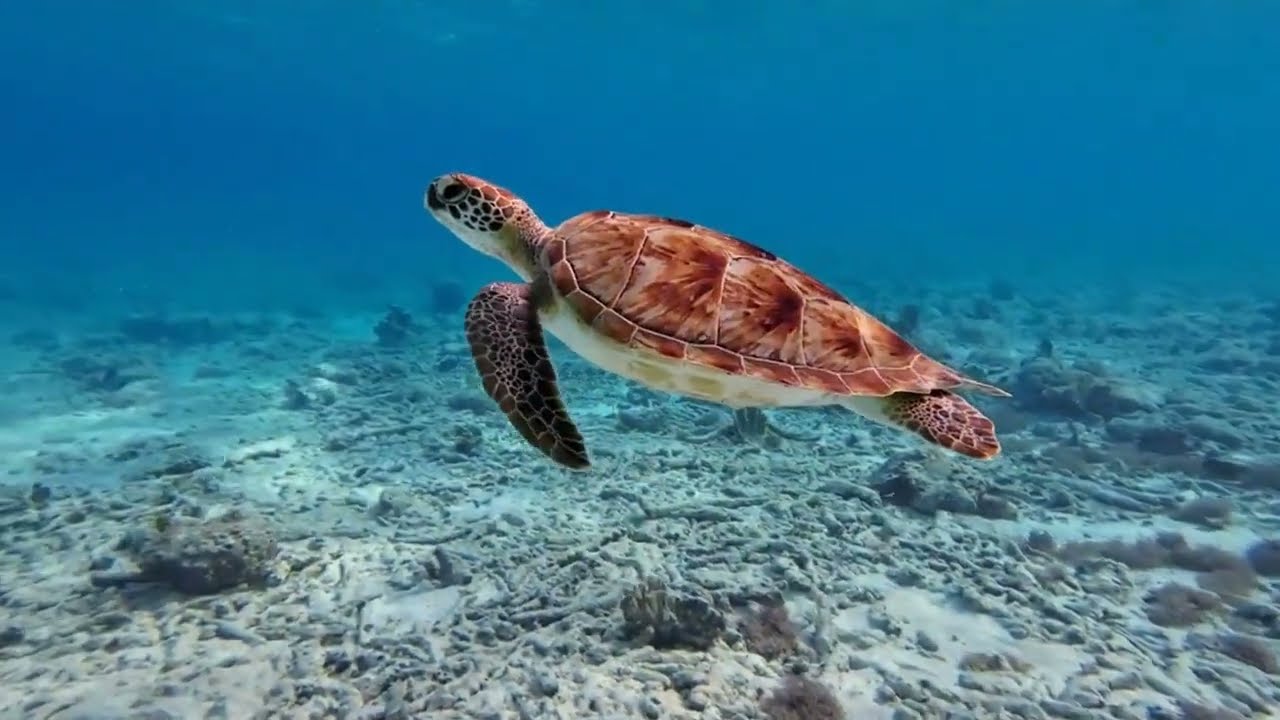 Africa, kenya, tanzania, safari, animal, nature, view, trip and holiday