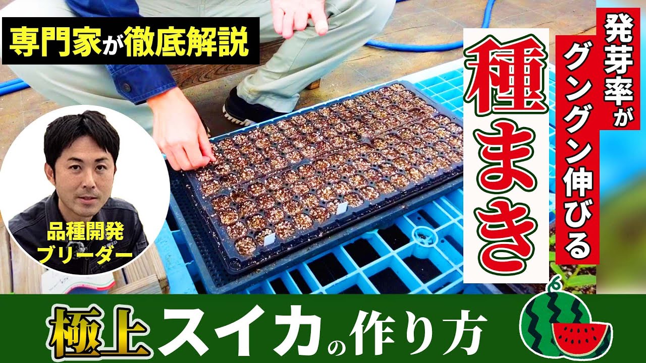 【極上スイカ栽培】接木の準備 #02（スイカの種まき）｜専門家直伝！失敗しないためのコツを大公開