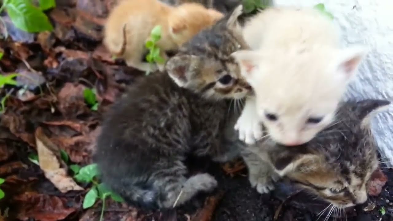 6 New #Feral #Kittens In My #Yard!