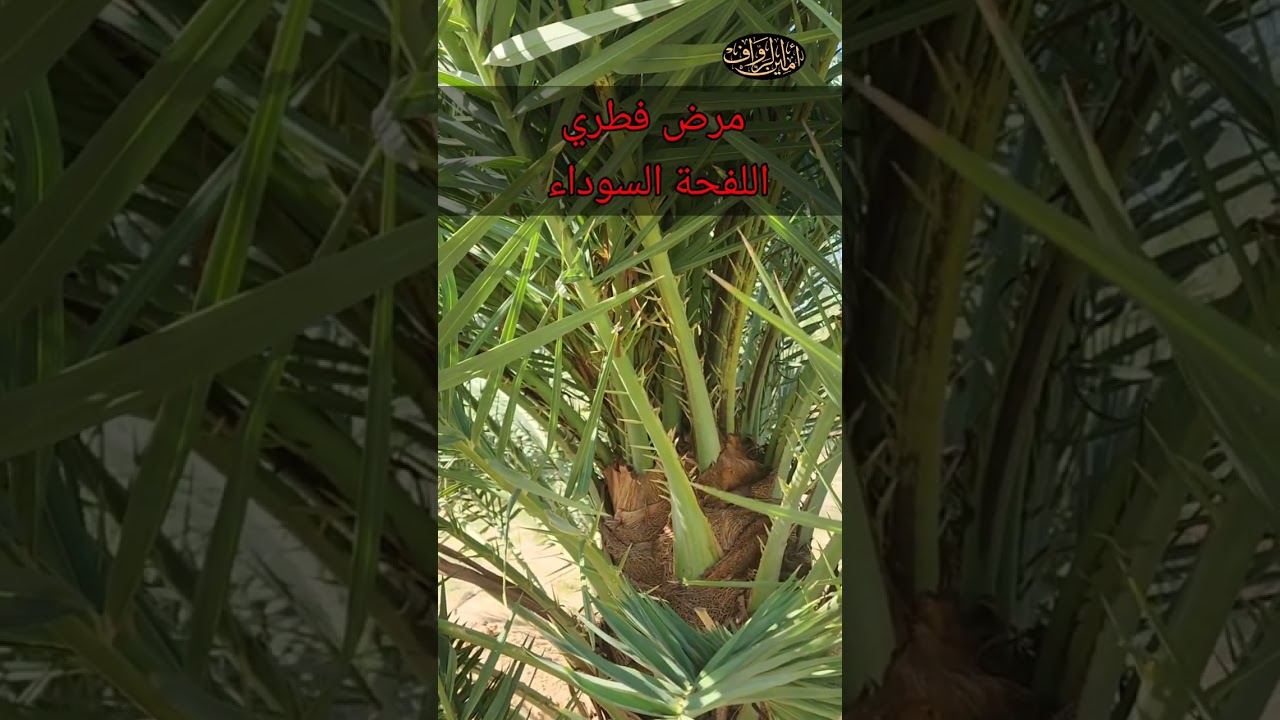 اشرس الأمراض الفطرية للنخيل