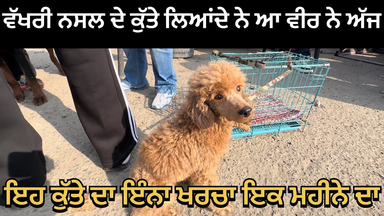ਇਹ ਕੁੱਤੇ ਦਾ ਇੰਨਾ ਖਰਚਾ ਇਕ ਮਹੀਨੇ ਦਾ 🐕 