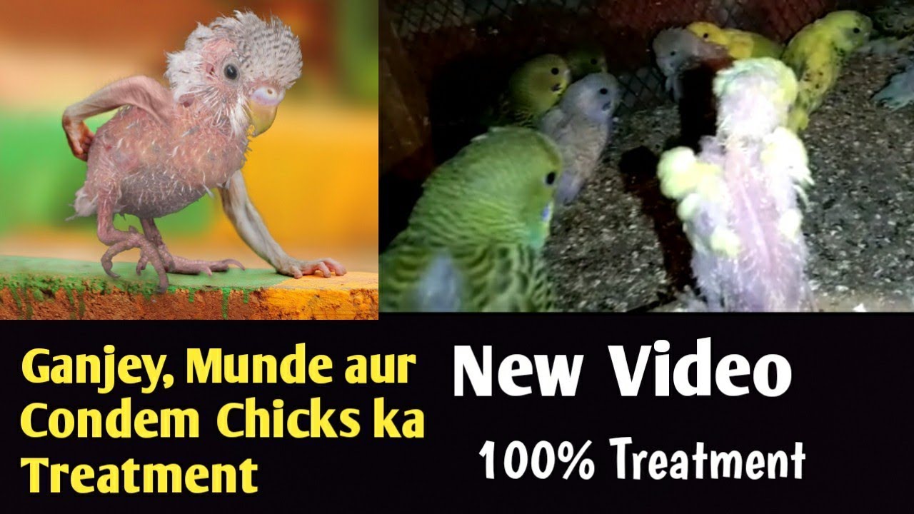 Budgies Parrot Feather Desease Treatment