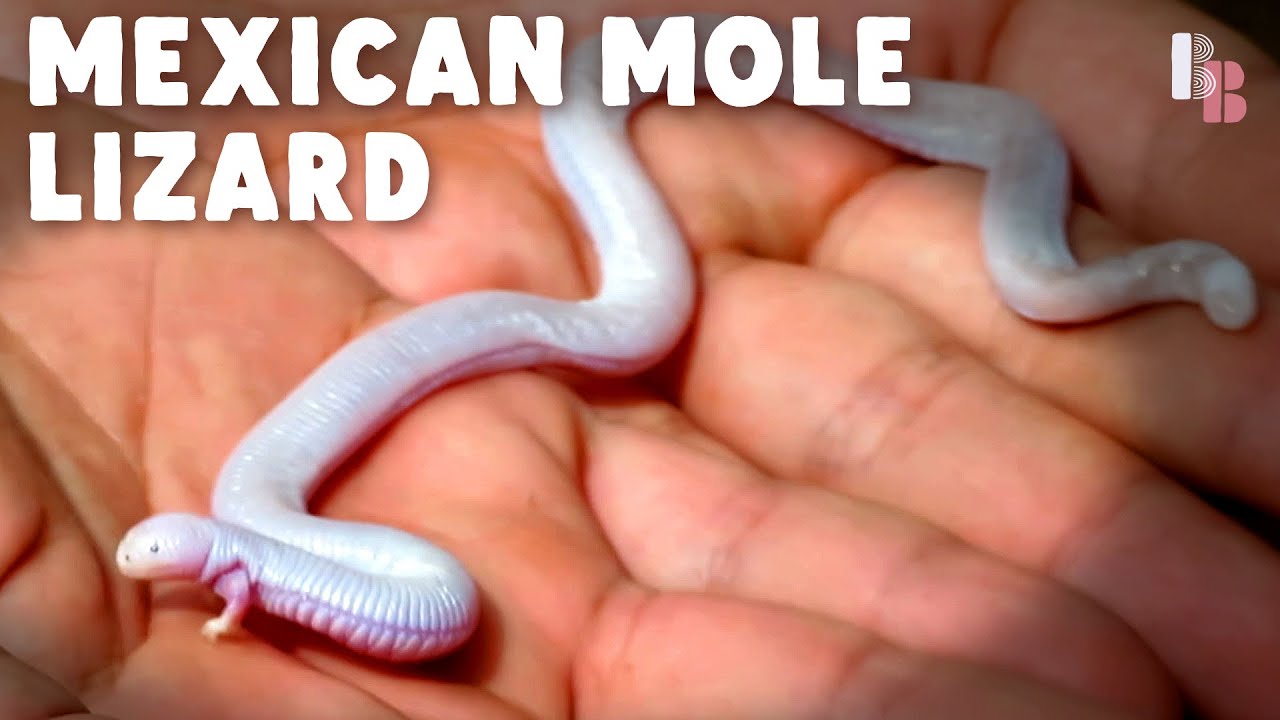 The Two-Legged Reptile That Hears With Its Skin