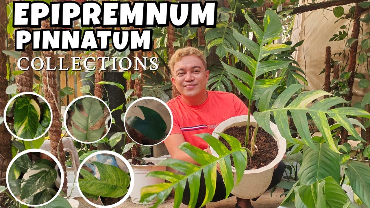 DIFFERENT VARIETIES OF EPIPREMNUM PINNATUM | PLANT CARE TIPS & PROPAGATIONS