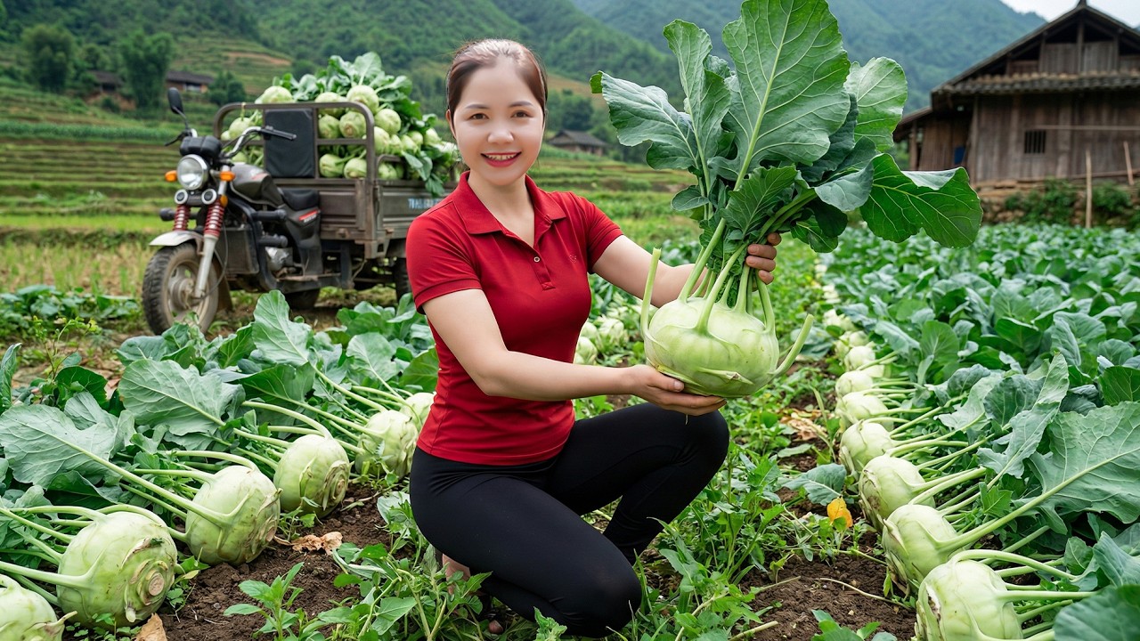 Harvesting 1000+ Kg of Giant kohlrabi on the Mountain to Sell at the Market | Han Harvesting