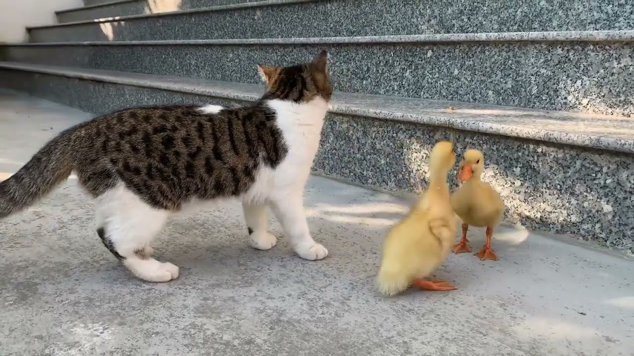 The duckling goes out to explore the outside world for the first time with the kittens
