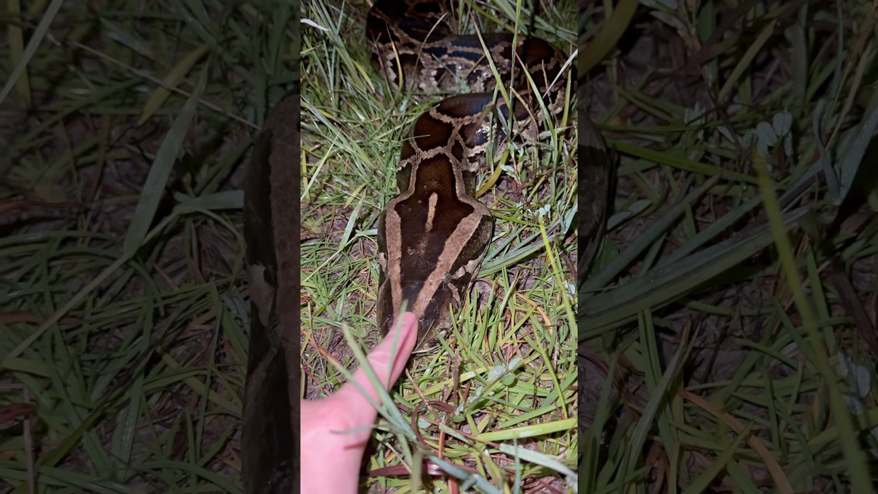 Exploring the Everglades! #snake#crazy#wildlife#everglades#conservation#animals#florida#python#gator