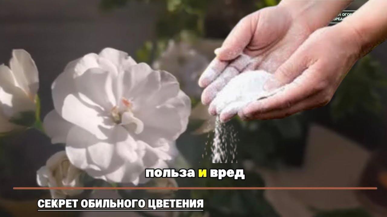 Добавьте это в грунт — цветение не заставит ждать