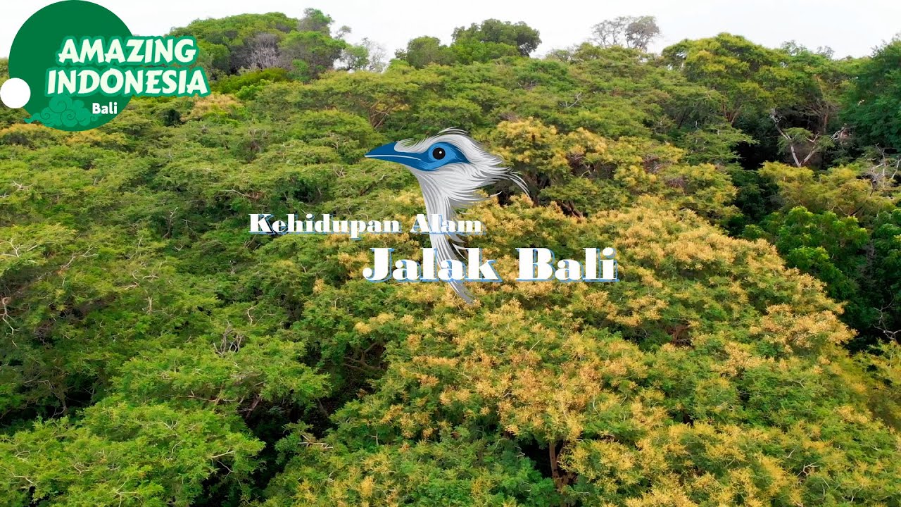 Jalak Bali, Burung Endemik Bali yang Hampir Punah | Amazing Indonesia Bali