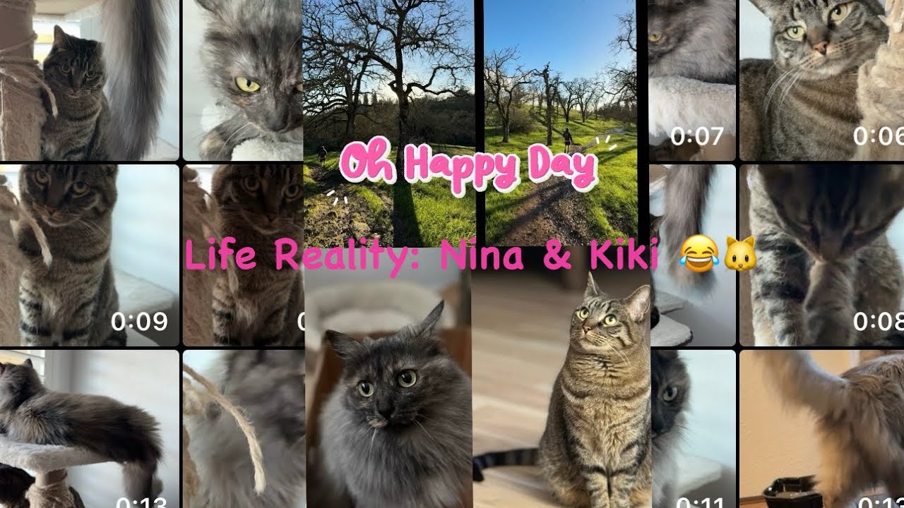 Cat Life Reality: Nina & Kiki 😂🐱#cat #foryou #catdaily #fyp #cute #catlovers #funnycats 