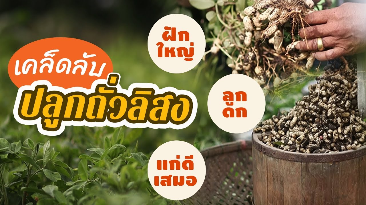 ขุมทรัพย์ใต้แผ่นดินปี62 ตอนที่38 ปลูกถั่วลิสง พืชทนแล้ง3