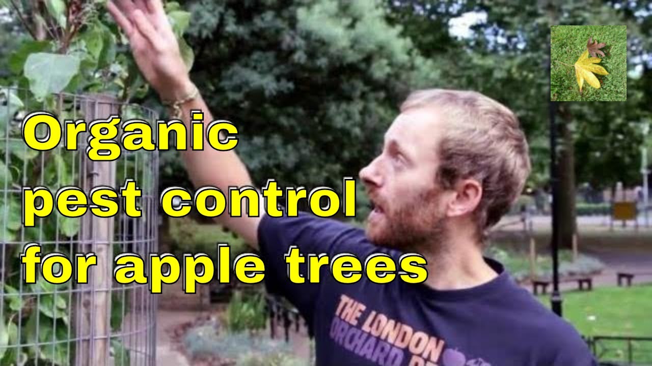Organic pest control: Apple trees Aphids Scab Mildew & fungi. Gardening & allotment fruit tree care.