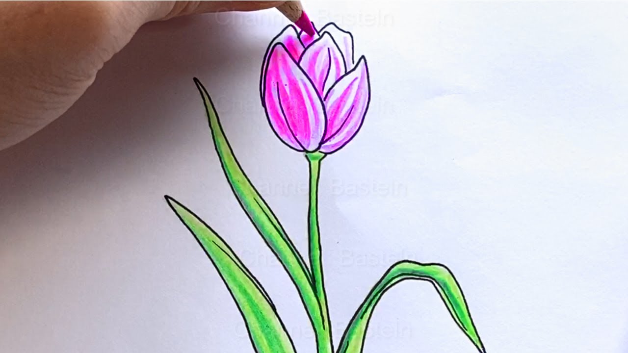 Malen lernen: Blumen zeichnen lernen. Tulpe zeichnen mit Farbstiften & Bleistift 🌷