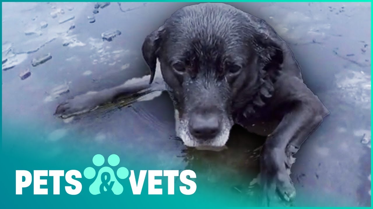 Scared Labrador Falls Through Thin Ice | Dog Rescuers