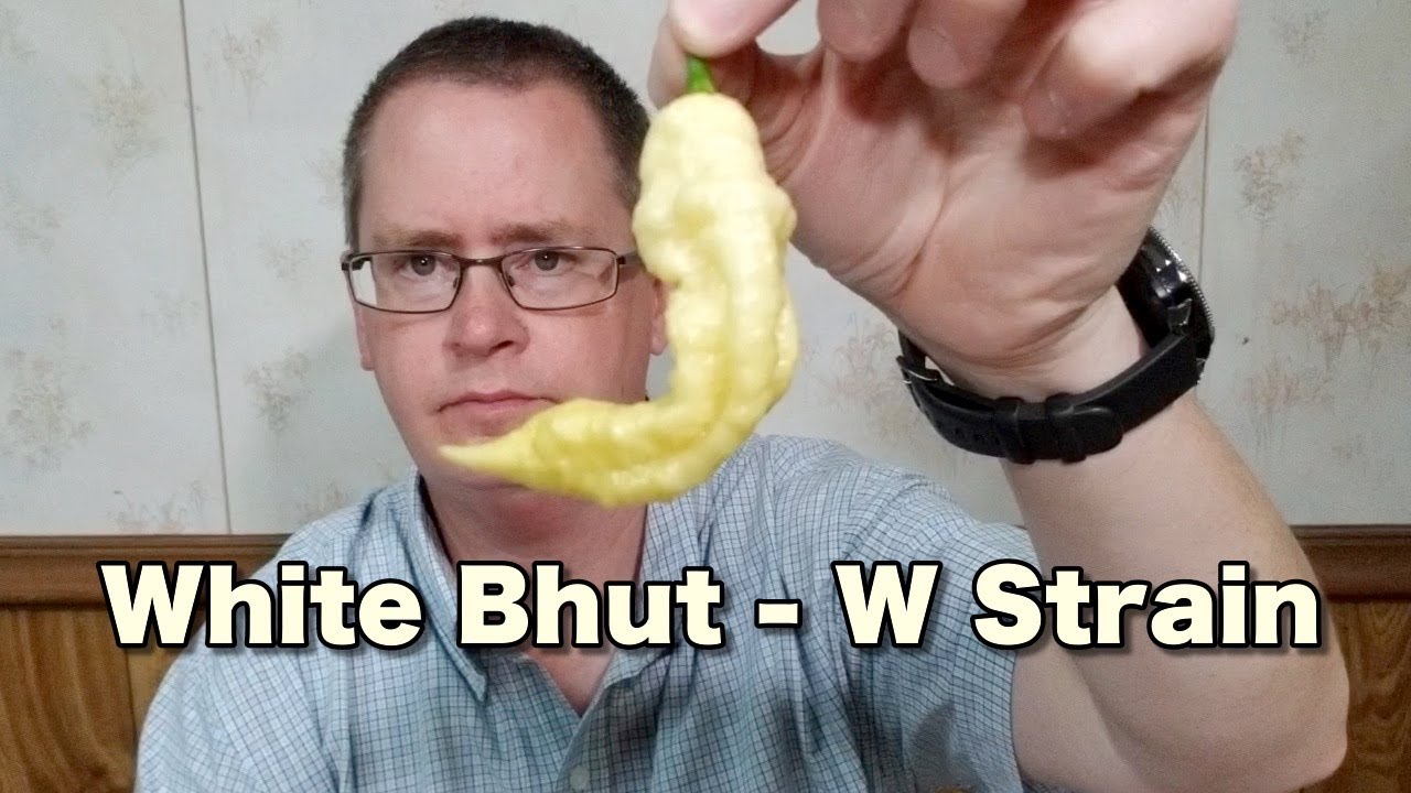 White Bhut (Ghost) Jolokia W Strain - 2018 pod test #18
