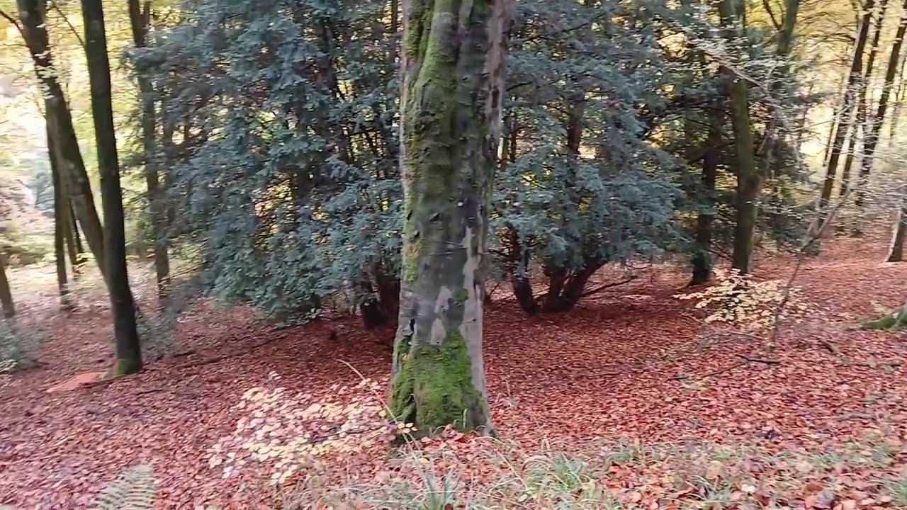 A Beautiful morning walk in Queen Elizabeth Country Park 