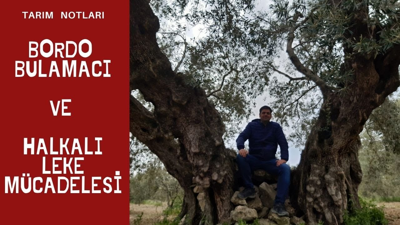 BORDO BULAMACI NE ZAMAN ATILIR ? NASIL YAPILIR ? Zeytin  halkalı leke hastalığı mücadelesi