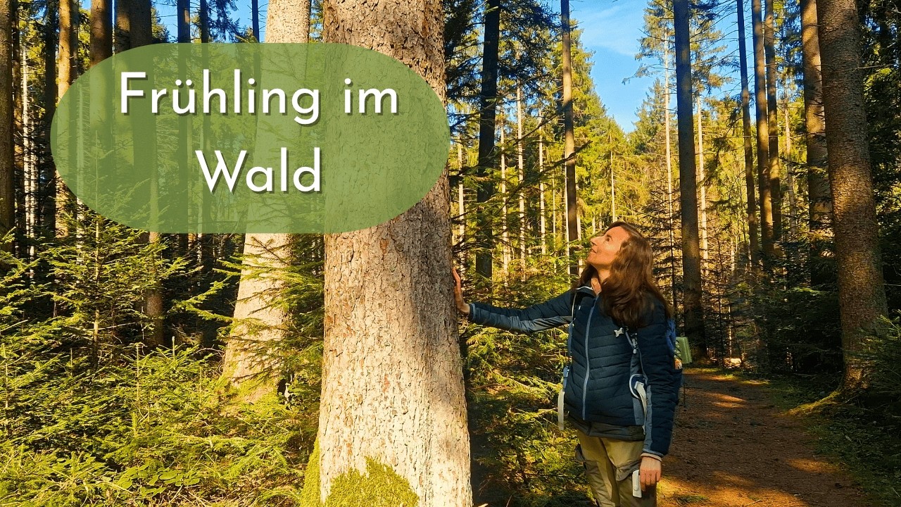Die Pflanzen im Frühlingswald im März
