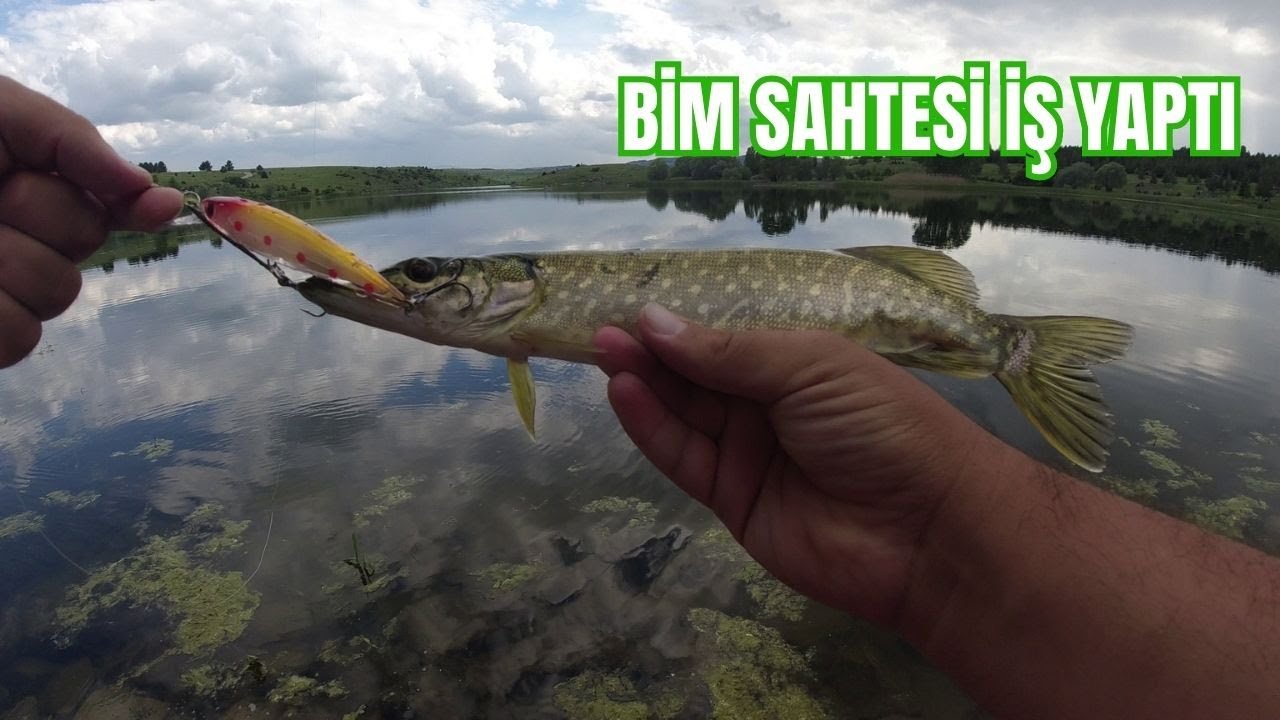 LRF İLE TURNA AVI!!! (BİM SAHTESİ BALIĞI KAPTI) BOL AKSİYON İÇERİR!!!