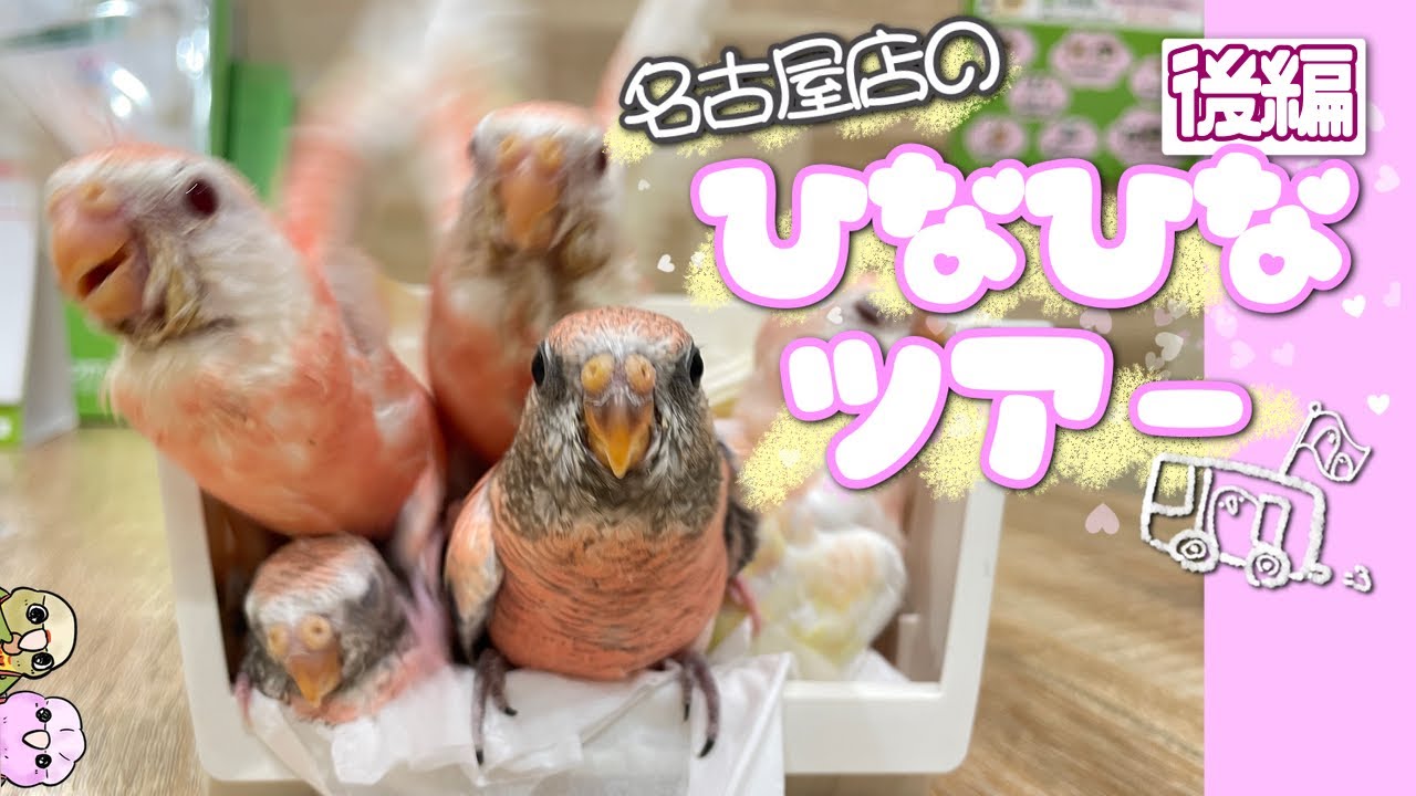【ヒナ満開】鳥部屋までご案内！ひなひなツアー後編【こんぱまる名古屋店】