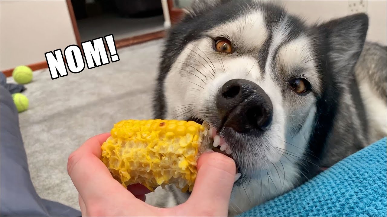 K'eyush Has BBQ Corn Cob After VET Visit | Day In The Life Of My Dog