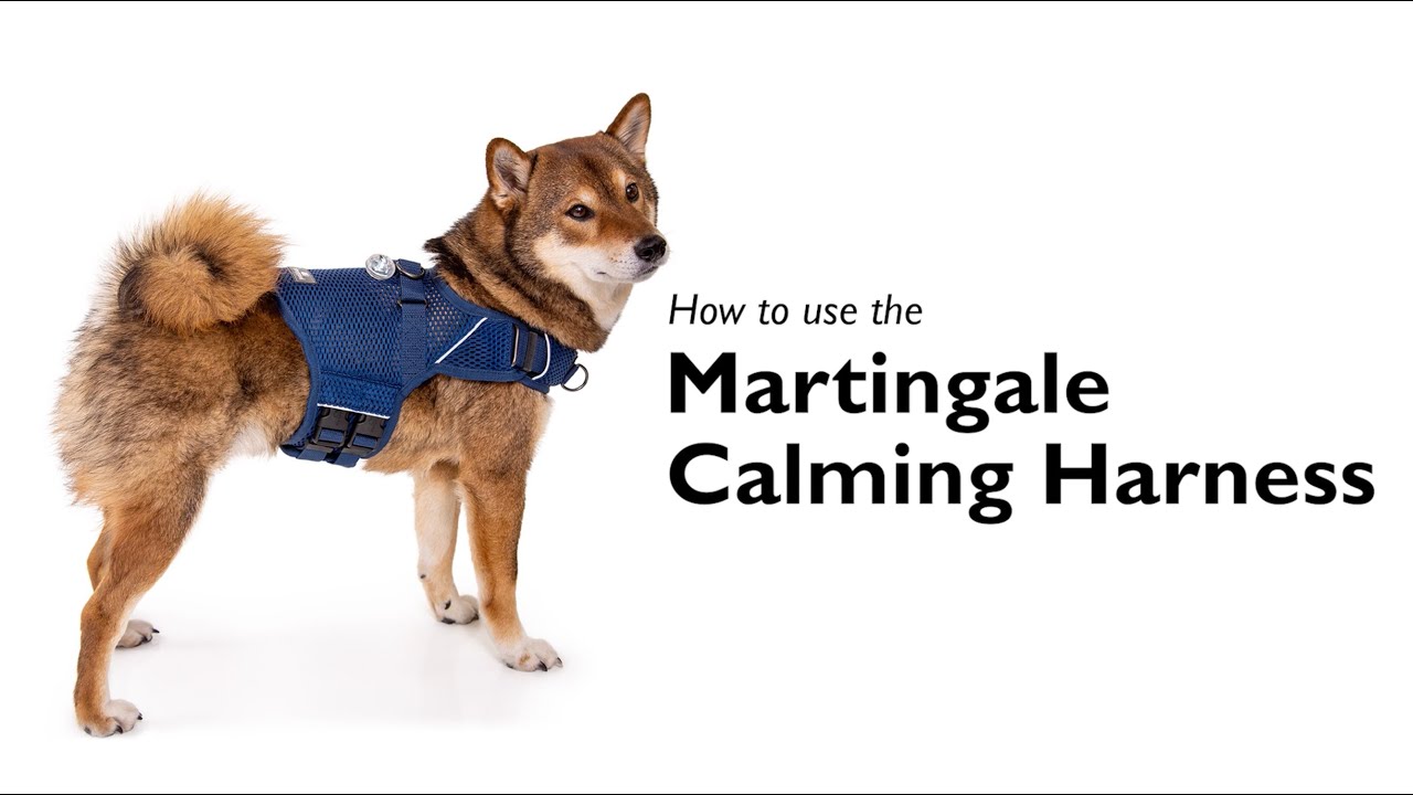 How to Use the Martingale Calming Harness for Dogs - #safetravels