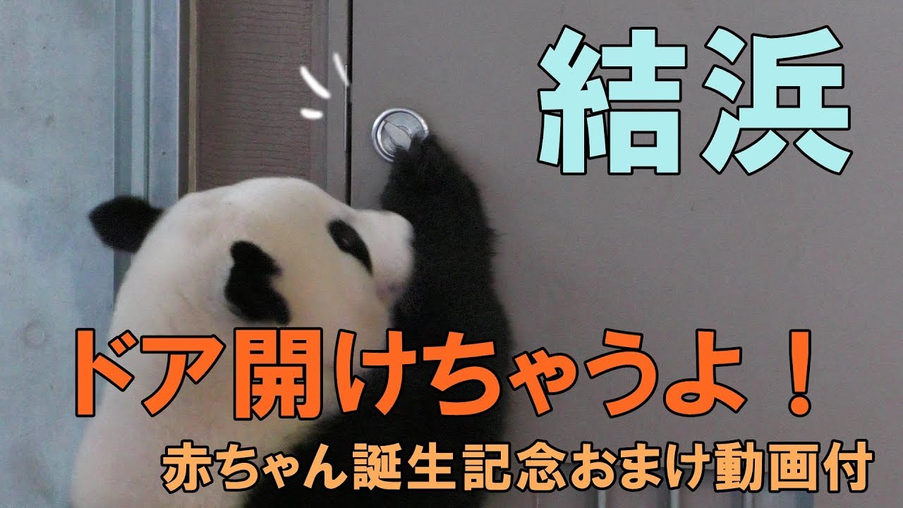 結浜、ドア開けちゃうよ！・・赤ちゃんパンダ誕生記念おまけつき【AWS】今週のパンダ「結浜」2018/08/11 inアドベンチャーワールド