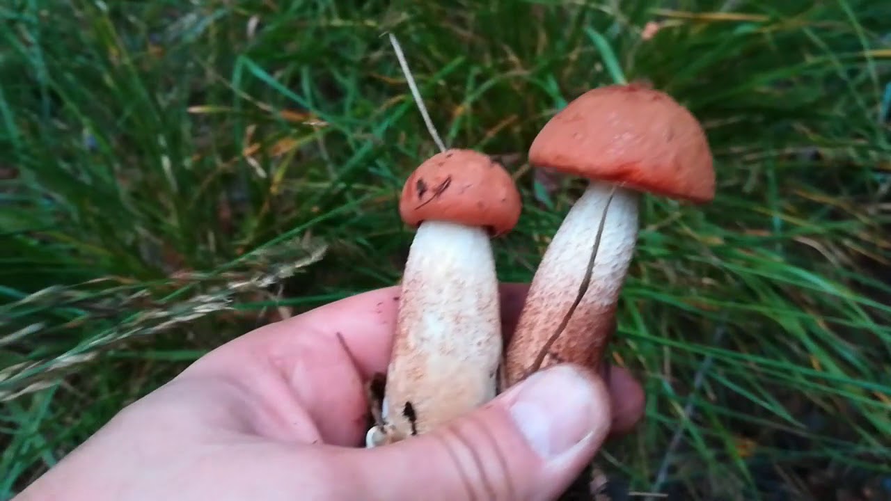 funghi ottobre Leccinum porcinello rosso