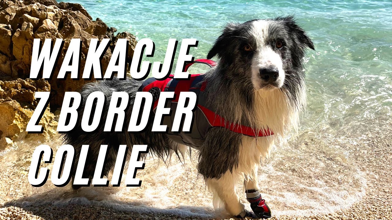 Wakacje we wrześniu z Border Collie - plusy i minusy