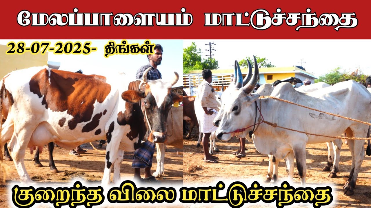 28-07-2025/ மேலப்பாளையம் மாட்டுச்சந்தை திருநெல்வேலி மாவட்டம் 