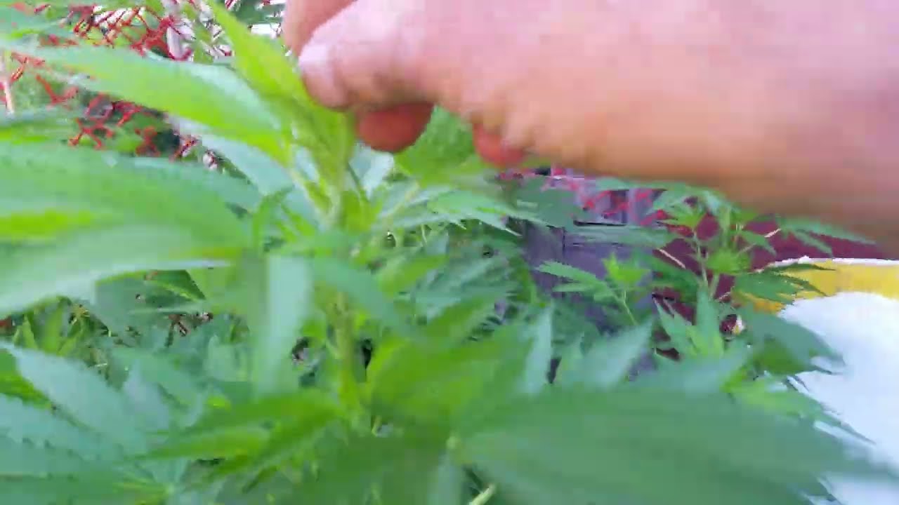 Outdoor Grow 2023:  OG Kush, Northern Lights x Skunk, Blueberry