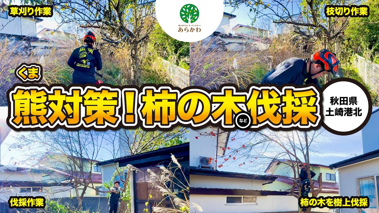 【熊対策】空き家に放置された柿の木を伐採して安心！ #秋田県 #空き家管理 #伐採 #柿の木 #チェーンソー #特殊伐採 #熊 #熊対策 #りんごの木 #土崎港北 #樹上伐採 #空き家 #秋田県秋田市