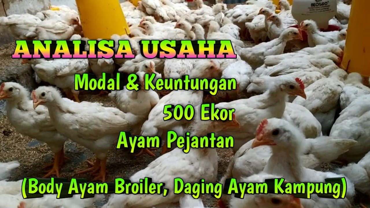 Analisa Modal dan Keuntungan Ternak 500 Ekor Ayam Pejantan
