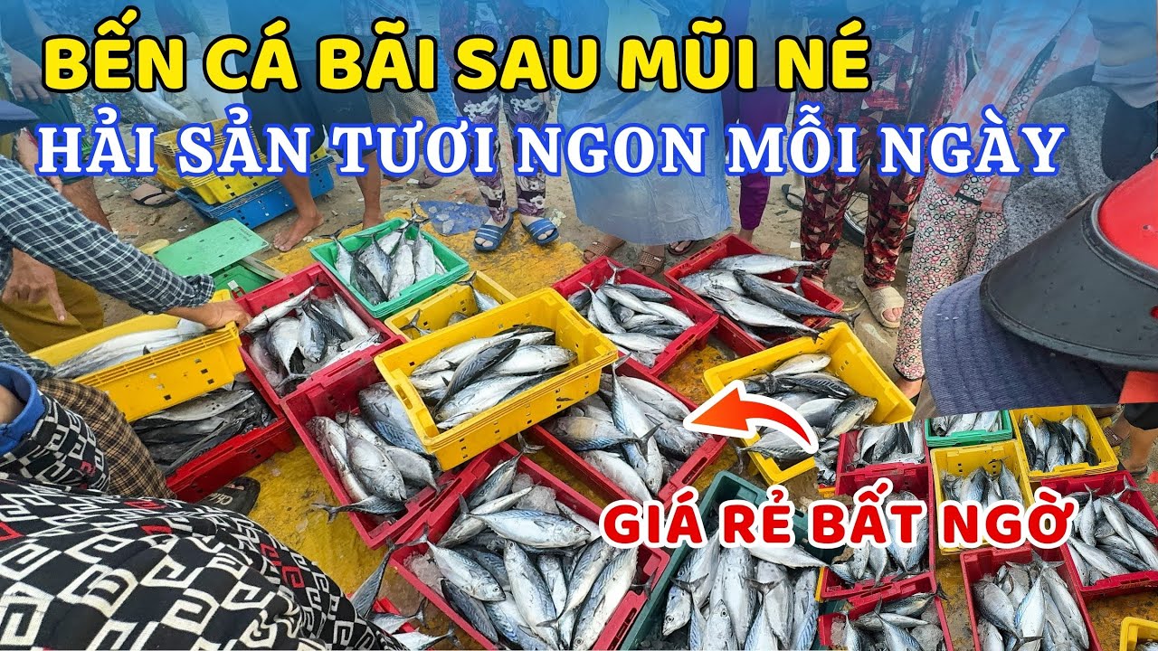 Bến cá bãi sau Mũi Né hải sản tươi ngon mỗi ngày giá rẻ bất ngờ  ❤️  Phan Thiết Phố  🏝